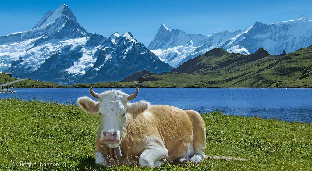 Camping Jungfrau Лаутербруннен Экстерьер фото